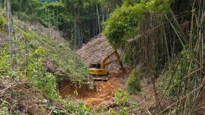 林间“藏龙”，竹海“卧虎”——PT视讯林业挖机广西侠客行